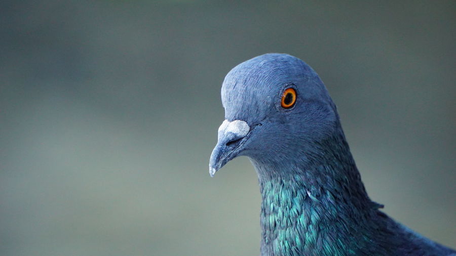 Close-up of pigeon