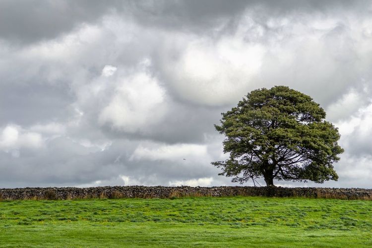 Tree in field against cloudy sky