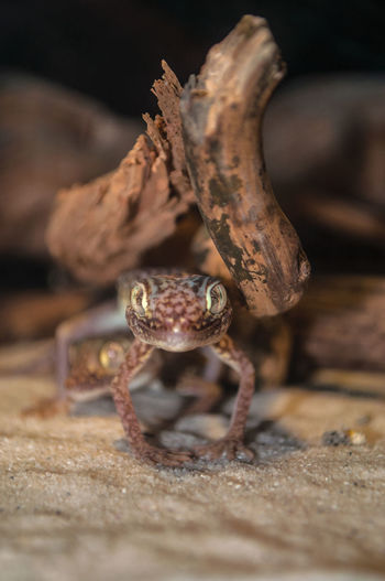 Portrait of gecko on sand