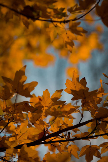 Low angle view of autumnal leaves against trees