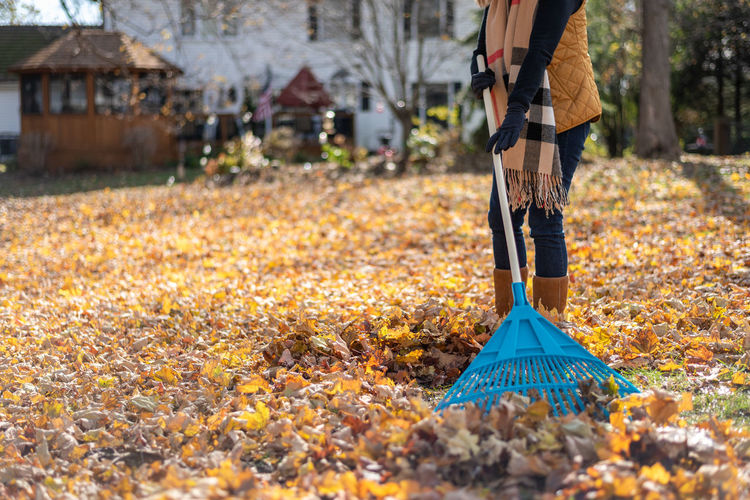 Midsection closeup of woman raking leaves in backyard in autumn