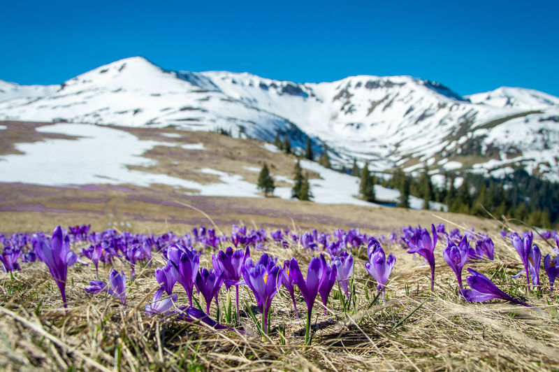 Purple crocus flowers on field against snowcapped mountains