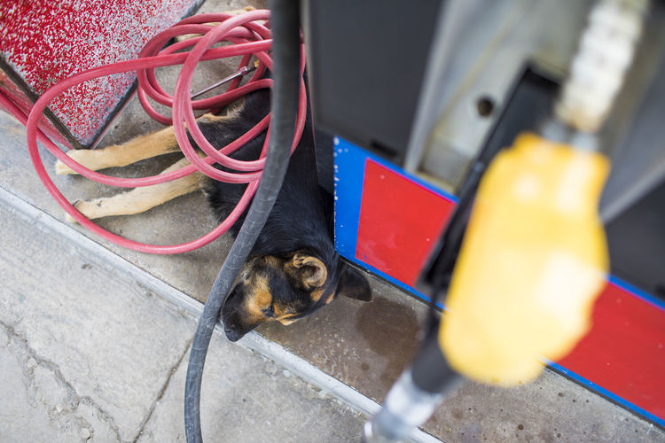 High angle of dog sleeping at gas station below pump and coiled hose.