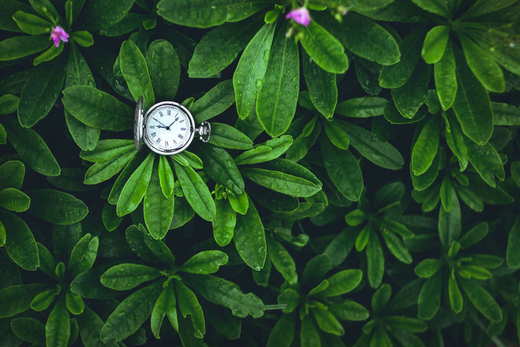 High angle view of pocket watch amidst plants