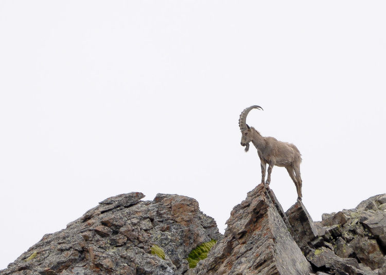 Low angle view of goat standing on rock against clear sky