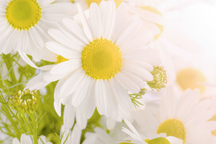 The chamomile in white sun light. selective focus