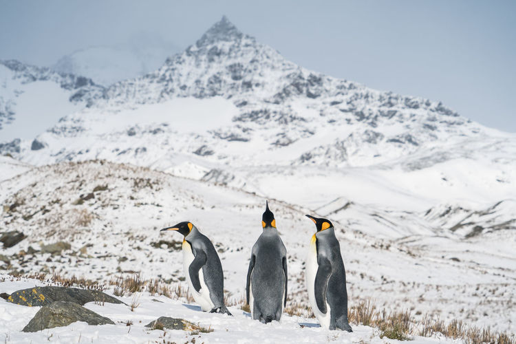 Snow covered mountains and penguins