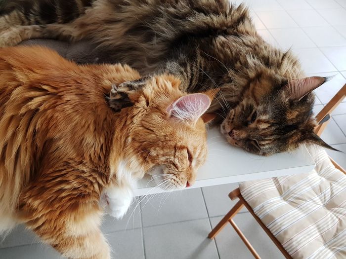 High angle view of cat lying down
