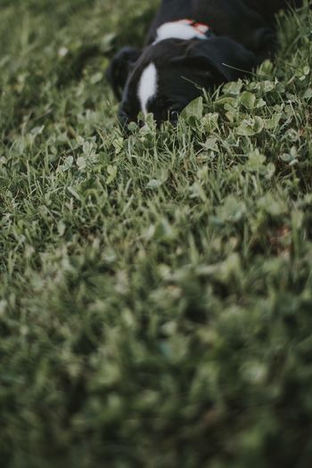 Close-up of sheep on grass