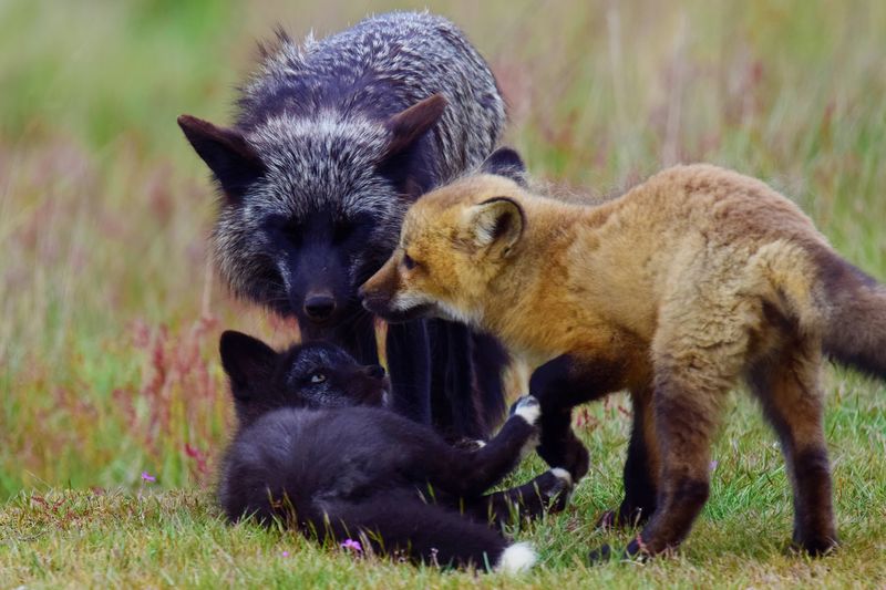 Family of foxes at american camp on san juan island