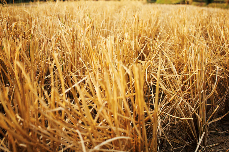 Wheat crops on field