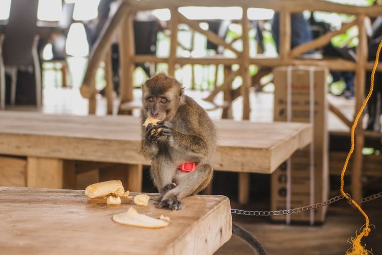 Chambe monkey at atisan mountain