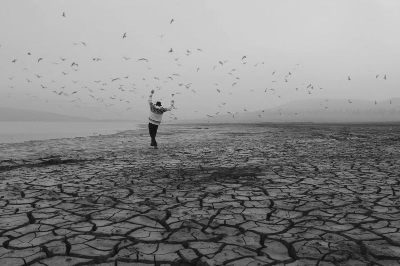 Full length rear view of man standing on cracked landscape with birds flying against sky