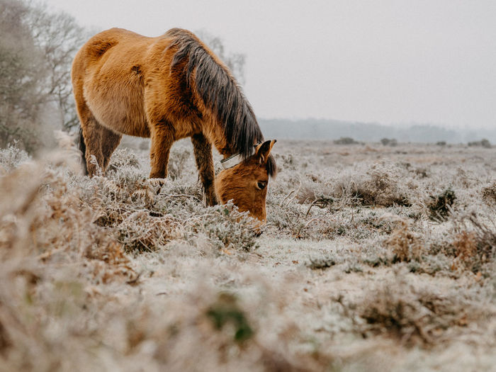 Horse grazing in frosty field in winter