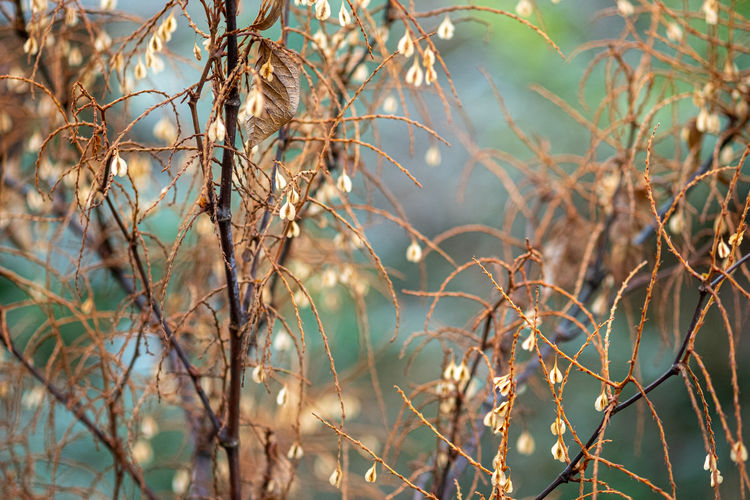 Close-up of bare tree branches