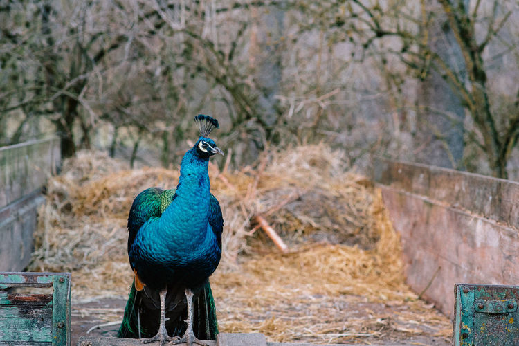 Peacock standing near haystack 
