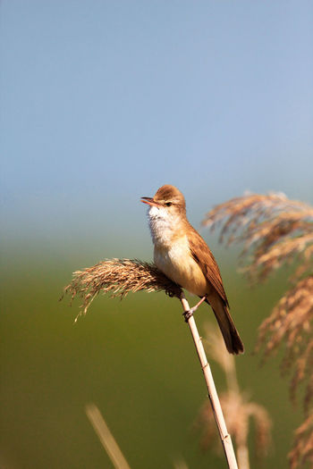 Great reed warbler singing in reeds