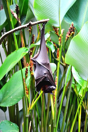 Close-up of bat over leaves