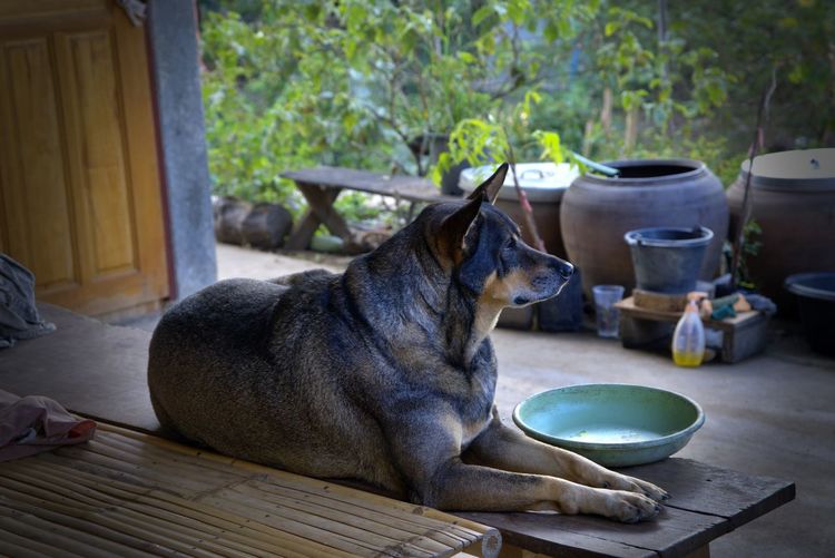 View of a dog sitting on table