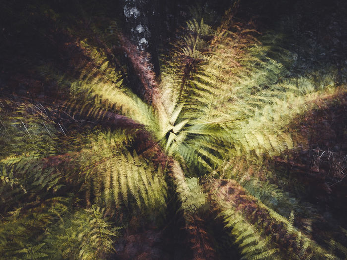 Blurry image of fern