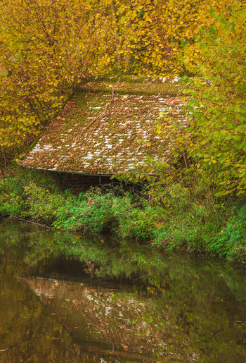 Tree by lake during autumn