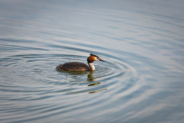 Great crested grebe swimming in lake 