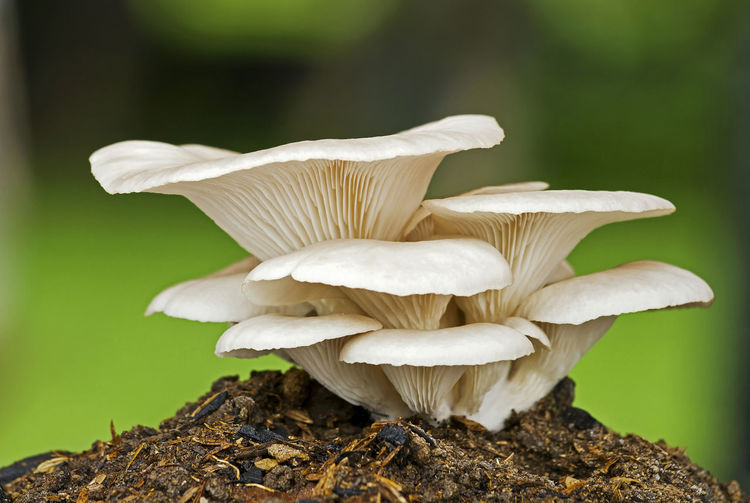 Close-up of white mushrooms growing on land