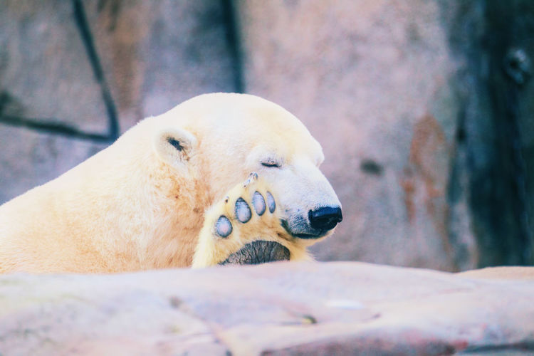 Close-up of a polar bear doing yoga 
