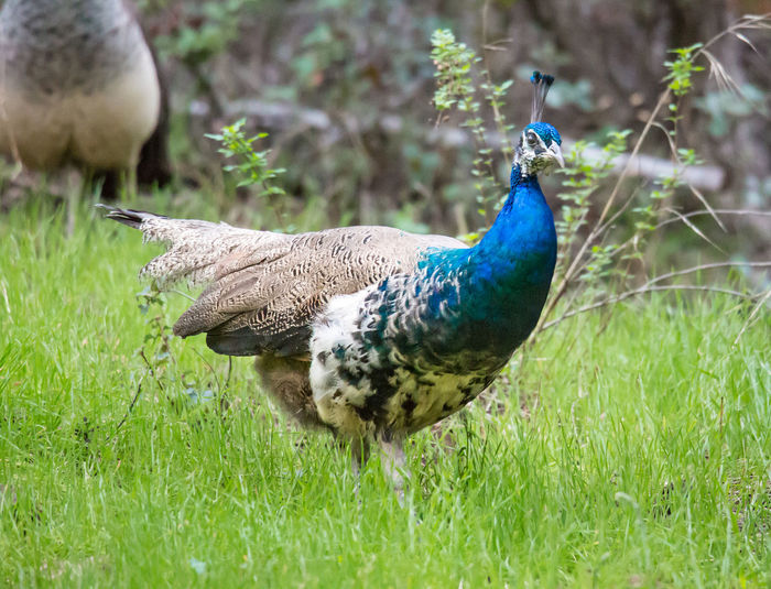 Close-up of peacock on grass