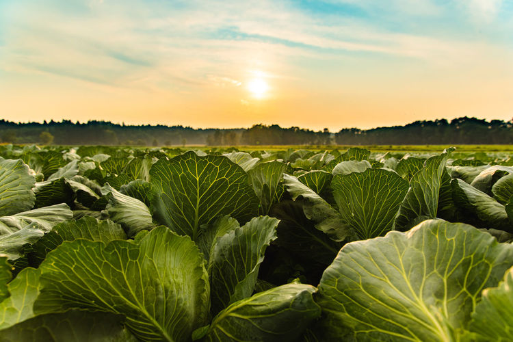 Cabbage growing on field against sky during sunset