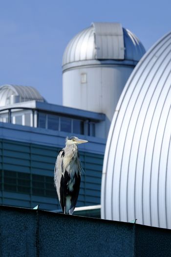 Close-up of a heron perching on metal against building.  