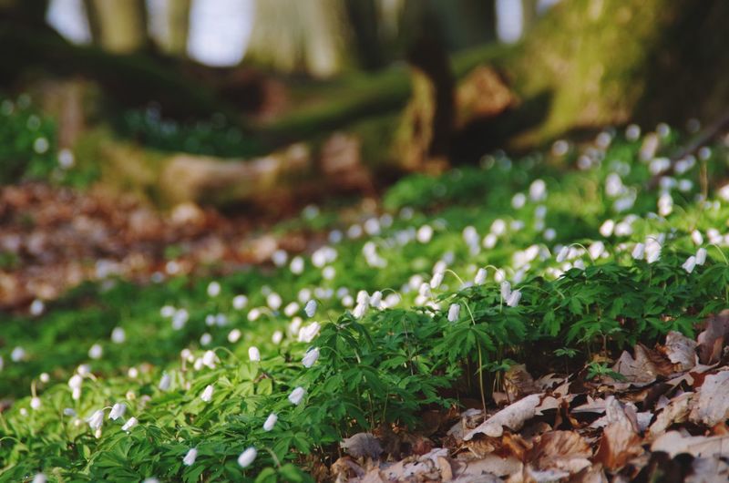 Close-up of plants growing on field