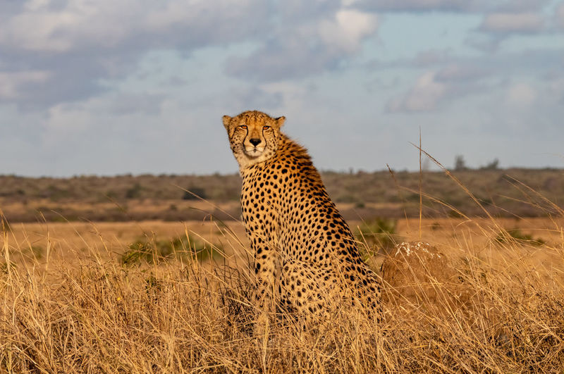 View of a cat on field