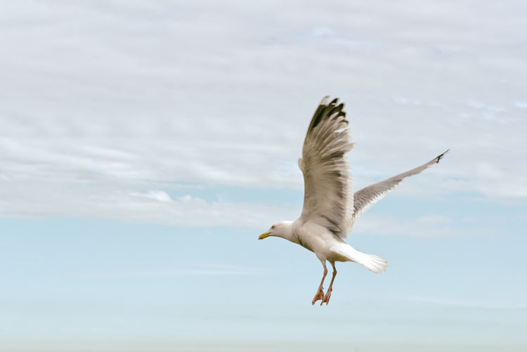 Seagull in flight 