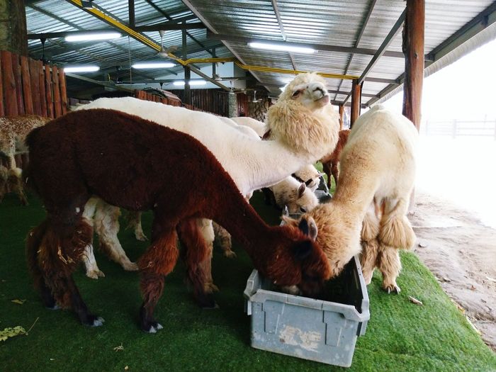 Alpacas eating from trough at shed