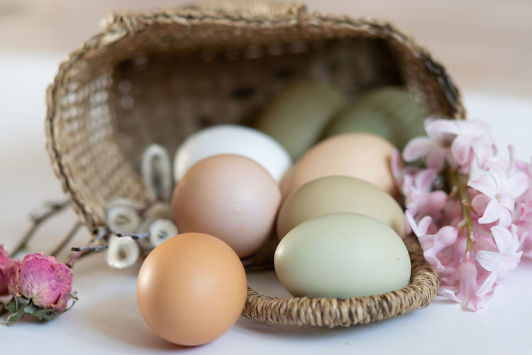 egg