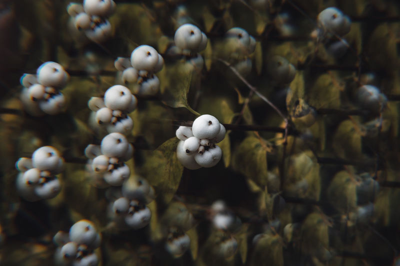 Full frame shot of white berries