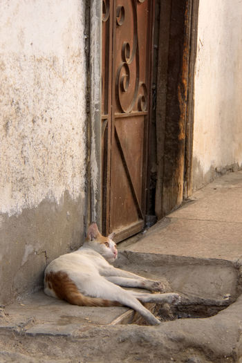 Cat sleeping in front of door