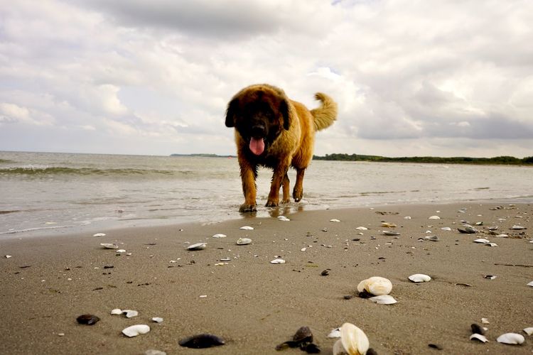 Dog standing on beach