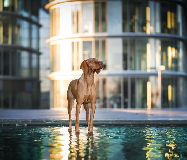 Dog standing in swimming pool