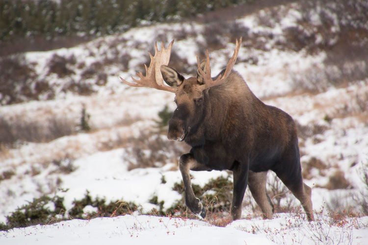 Moose walking on snow field