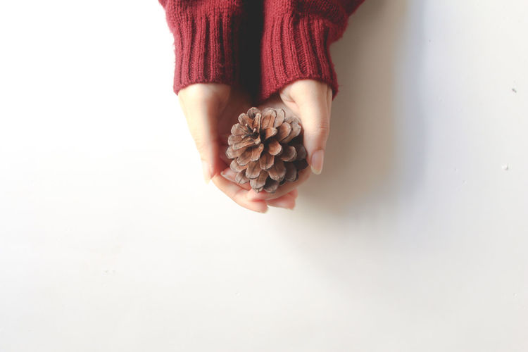 Midsection of woman holding pine cone against white background