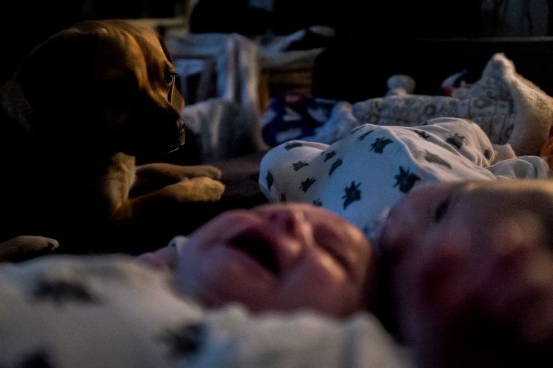 Close-up of dog looking at babies lying at home