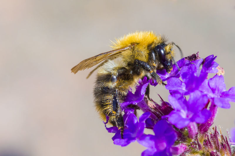 Close-up of bumblebee on purple flowers