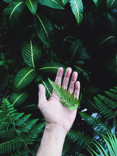 Midsection of person holding leaves