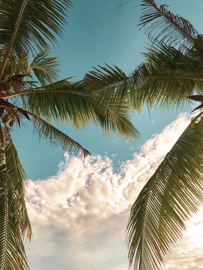 Low angle view of palm trees against sky