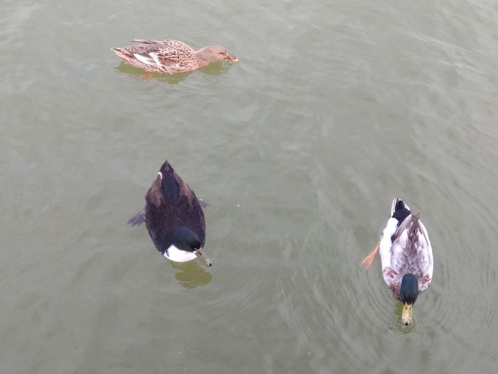 High angle view of ducks swimming in lake