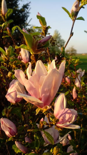 Close-up of pink flowering plant