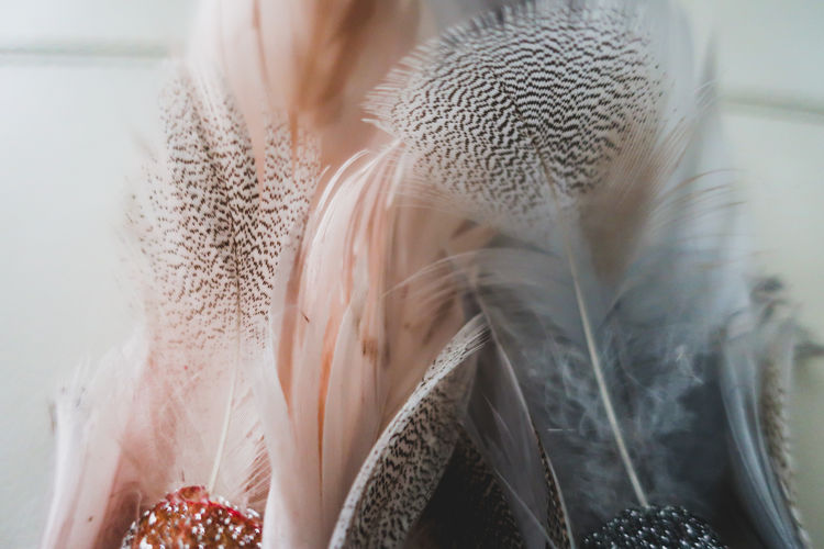 Close-up of feather, softness, fragility, feminine, background, neutrals, decoration, macro