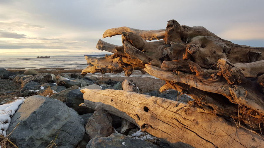 Driftwood at beach against sky during winter